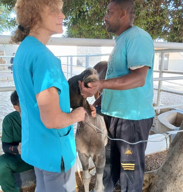 ACE - Animal Care in Egypt-卢克索必去景点