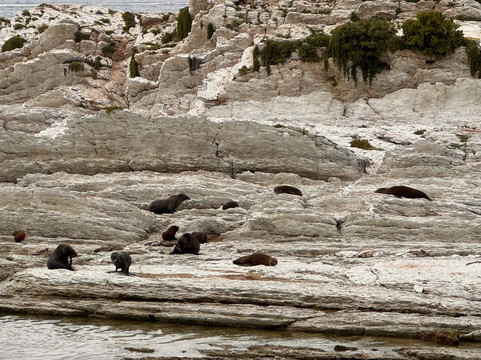 凯库拉毛皮海狮聚集区-Kaikoura必去景点