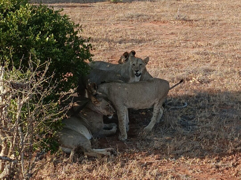 Kenya Safari Con Kassim Luigi-瓦塔木必去景点