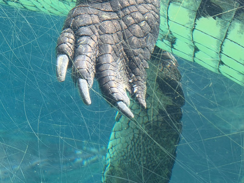 Dubai Crocodile Park-迪拜必去景点