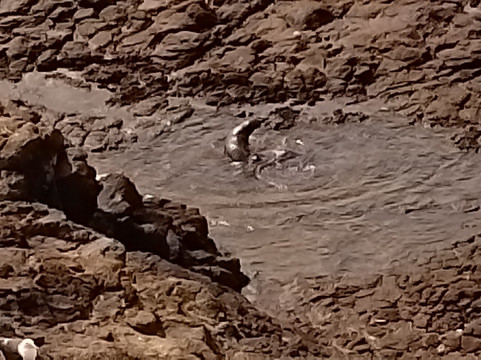 Clearwater Wildlife Tours-但尼丁必去景点