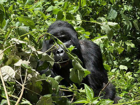 Trek Rwenzori Tours-Fort Portal必去景点