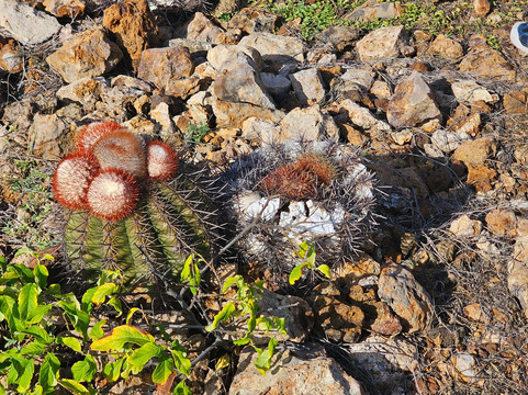 Seroe Colorado-奥腊涅斯塔德必去景点