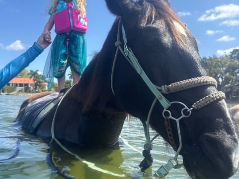 Florida Beach Horses-布雷登顿必去景点