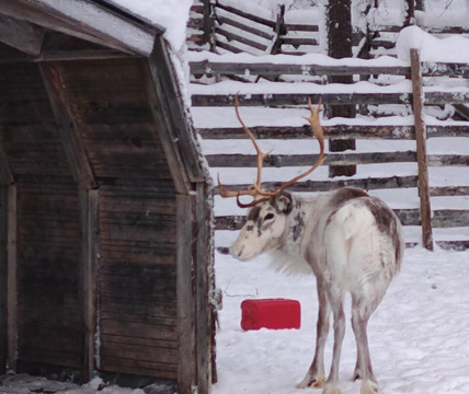 Tokka Snowmobile Safaris & Rentals-Sirkka必去景点