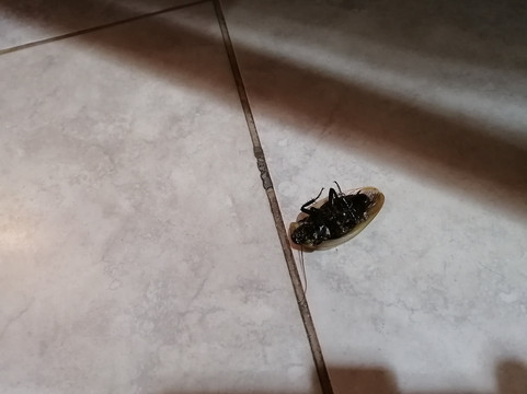 The Eco Hotel Arena Blanca主图