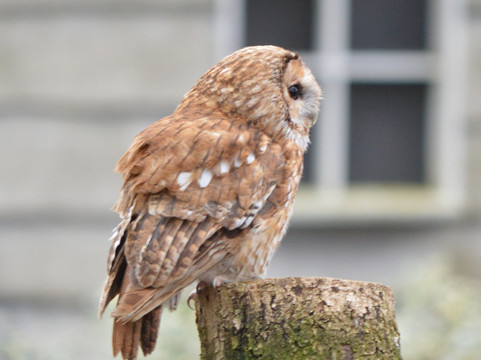 Hawk Conservancy Trust Bird of Prey Centre-Andover必去景点