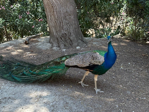 Plaka Forest-Kós必去景点