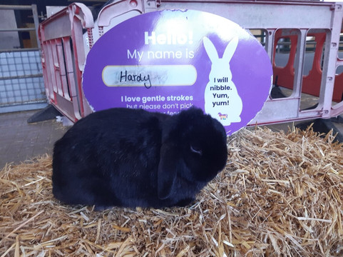 Rare Breeds Centre-Woodchurch必去景点