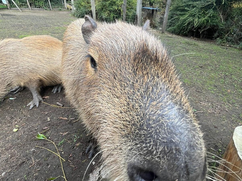 Greenacres Animal Park-Deeside必去景点
