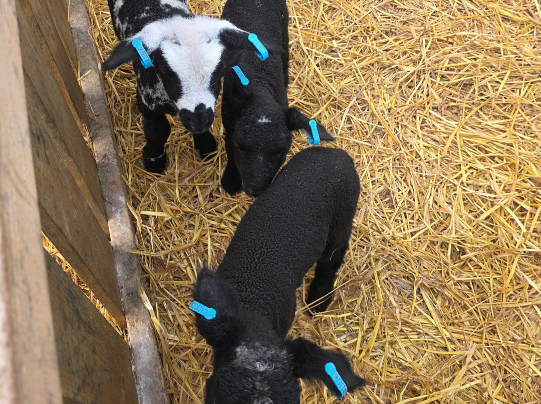 Hillview Animal Park-Alloa必去景点