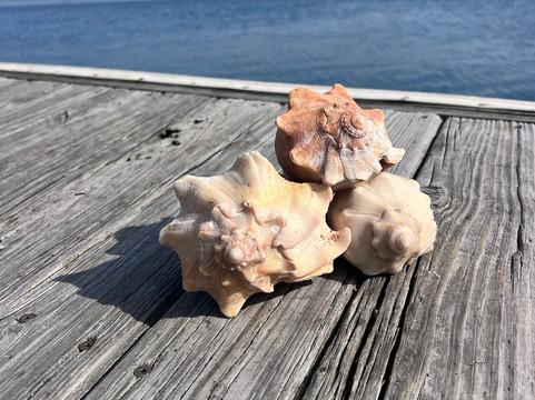 Crystal Coast Ecotours-莫尔黑德城必去景点