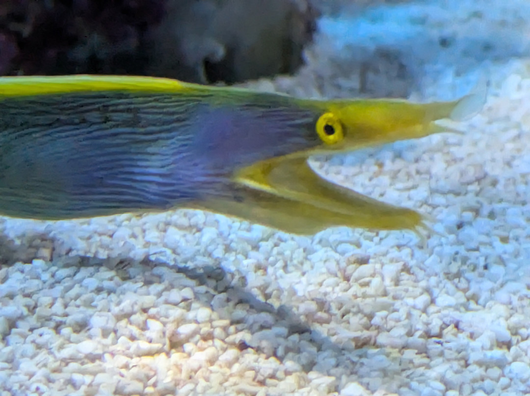 Dmm Kariyushi Aquarium-丰见城市必去景点