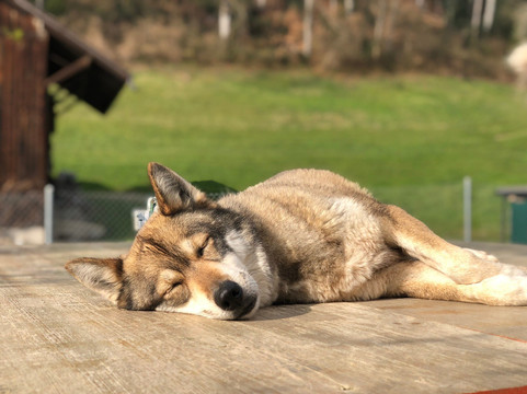 Fischer Adventures Day Tours-圣加仑必去景点