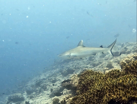 Euro-Divers LUX South Ari Atoll-南阿里环礁必去景点