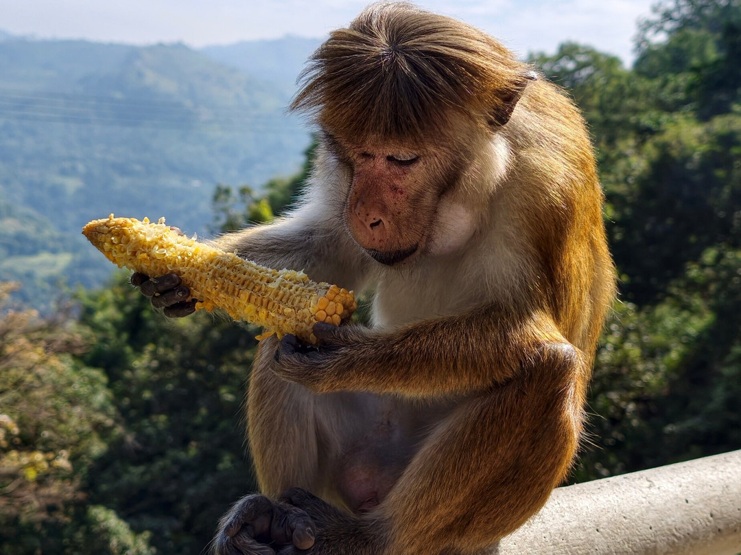 Ceylon Master Tours-Waskaduwa必去景点