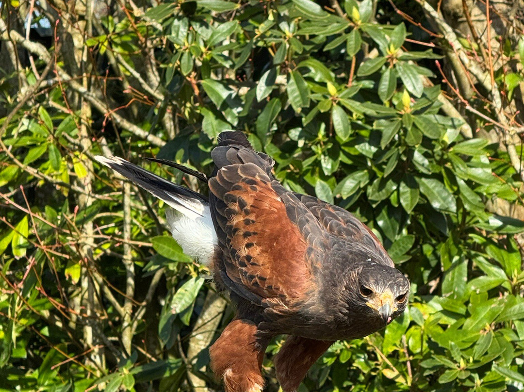 Jersey Falconry-St. John必去景点