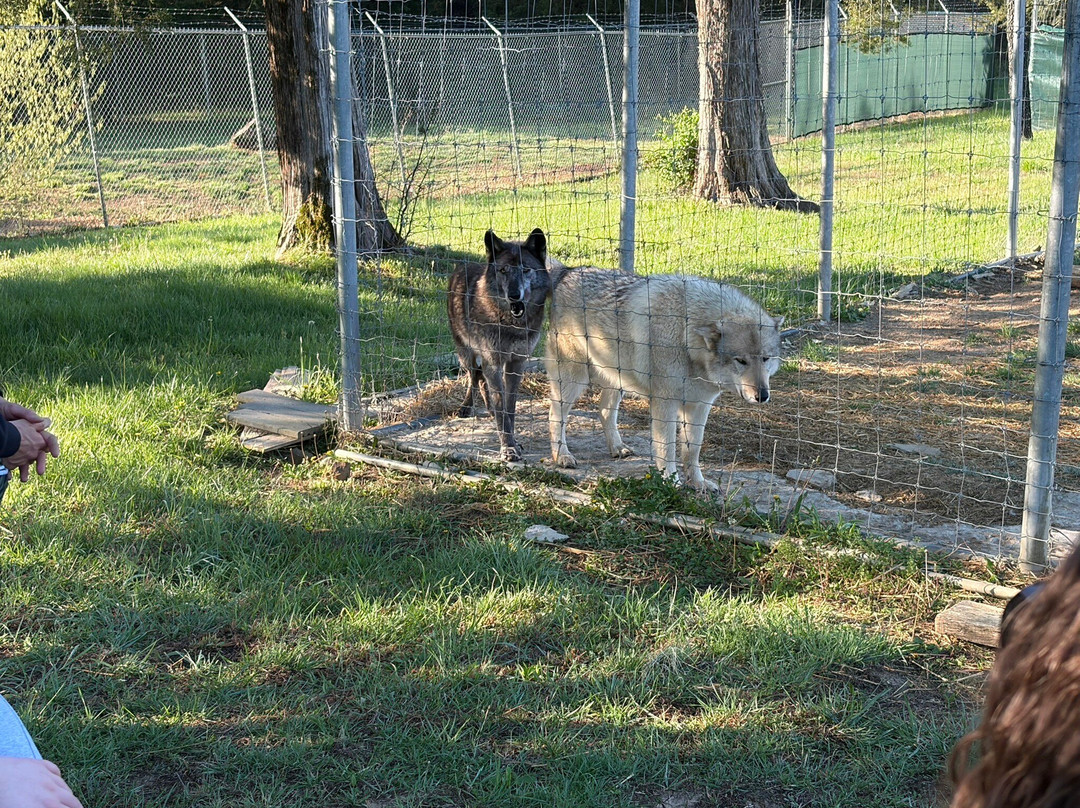 Wolf Paws Positive Awareness Wolfdog Sanctuary-Dandridge必去景点