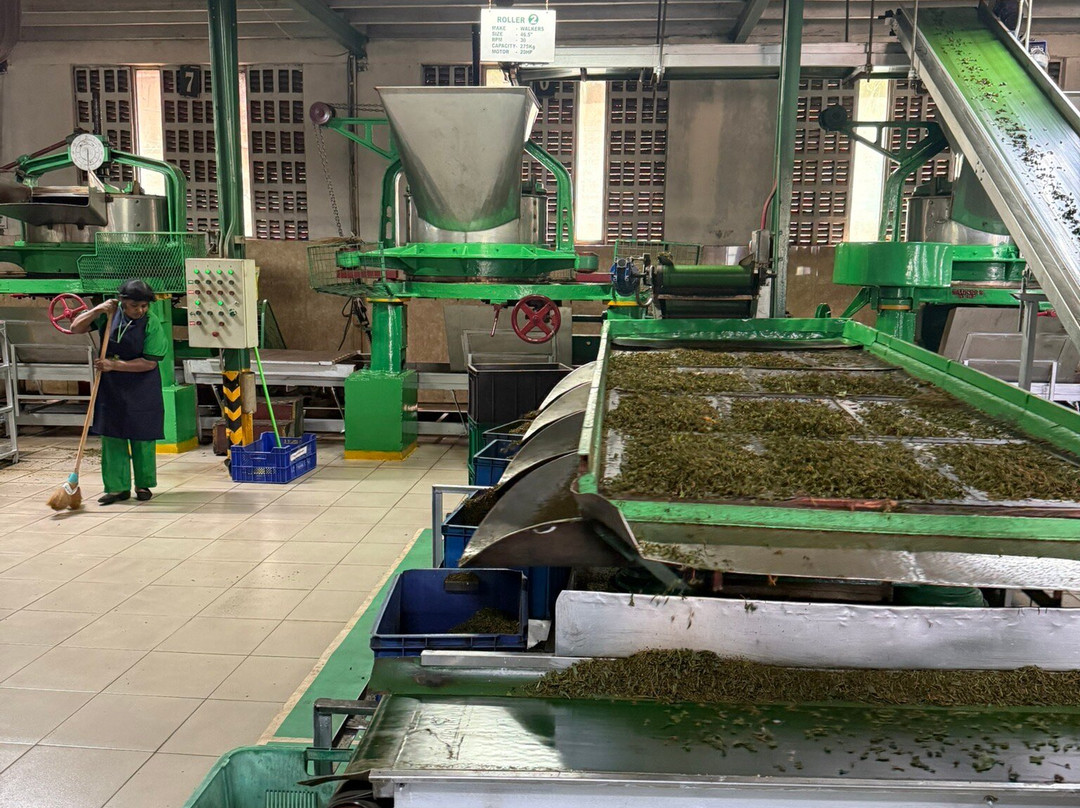 Glenloch Tea Factory-Katukitula必去景点