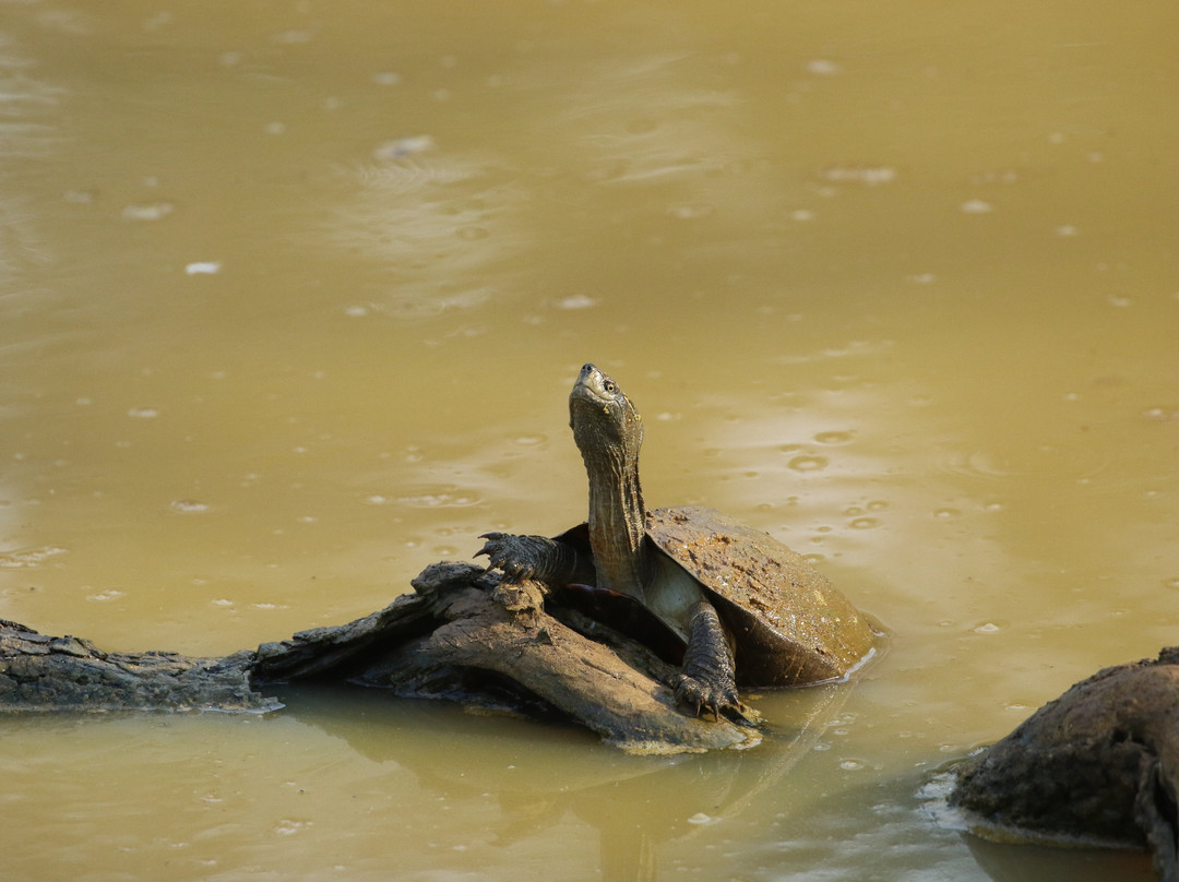 Wilpattu Safari Jeep-Wilpattu National Park必去景点
