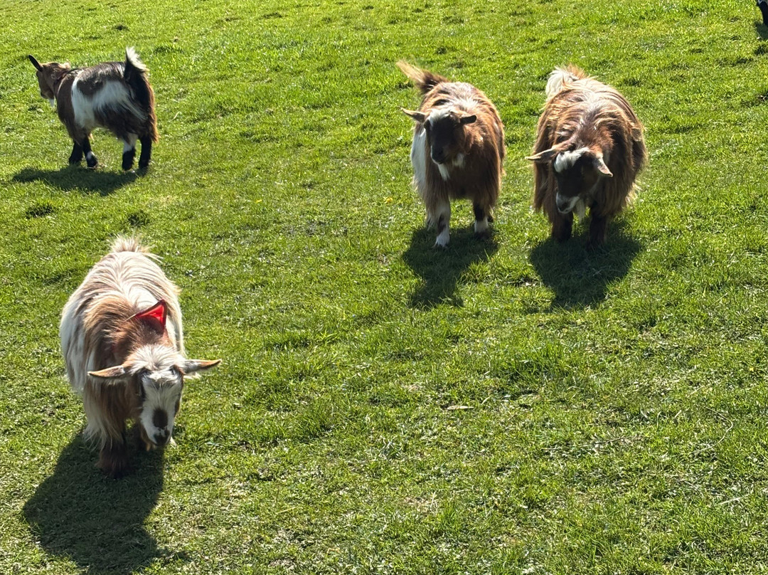 Fisherwood farm-Robertsbridge必去景点