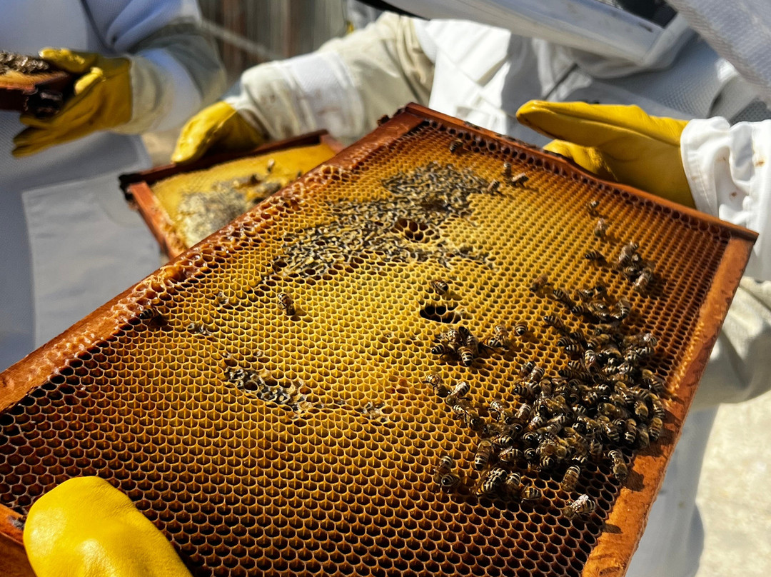 Kangaroo Island Living Honey-袋鼠岛必去景点