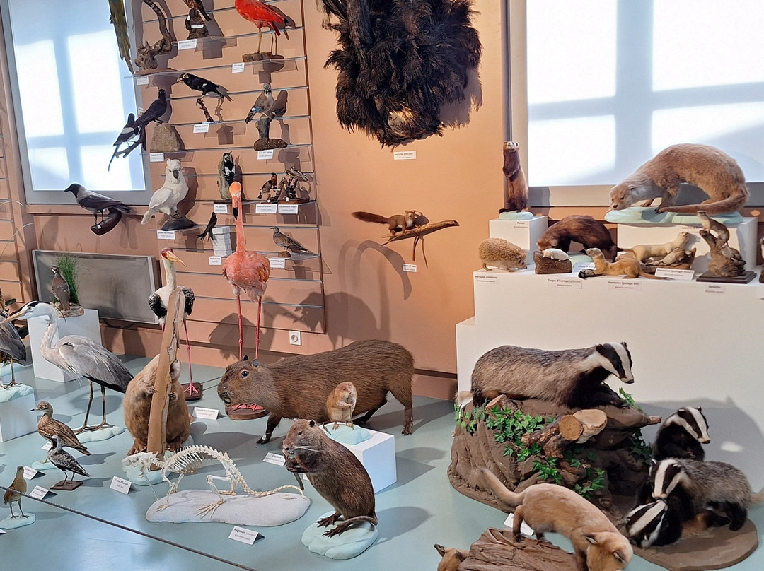 Muséum d'Histoire Naturelle de Tours-图尔必去景点