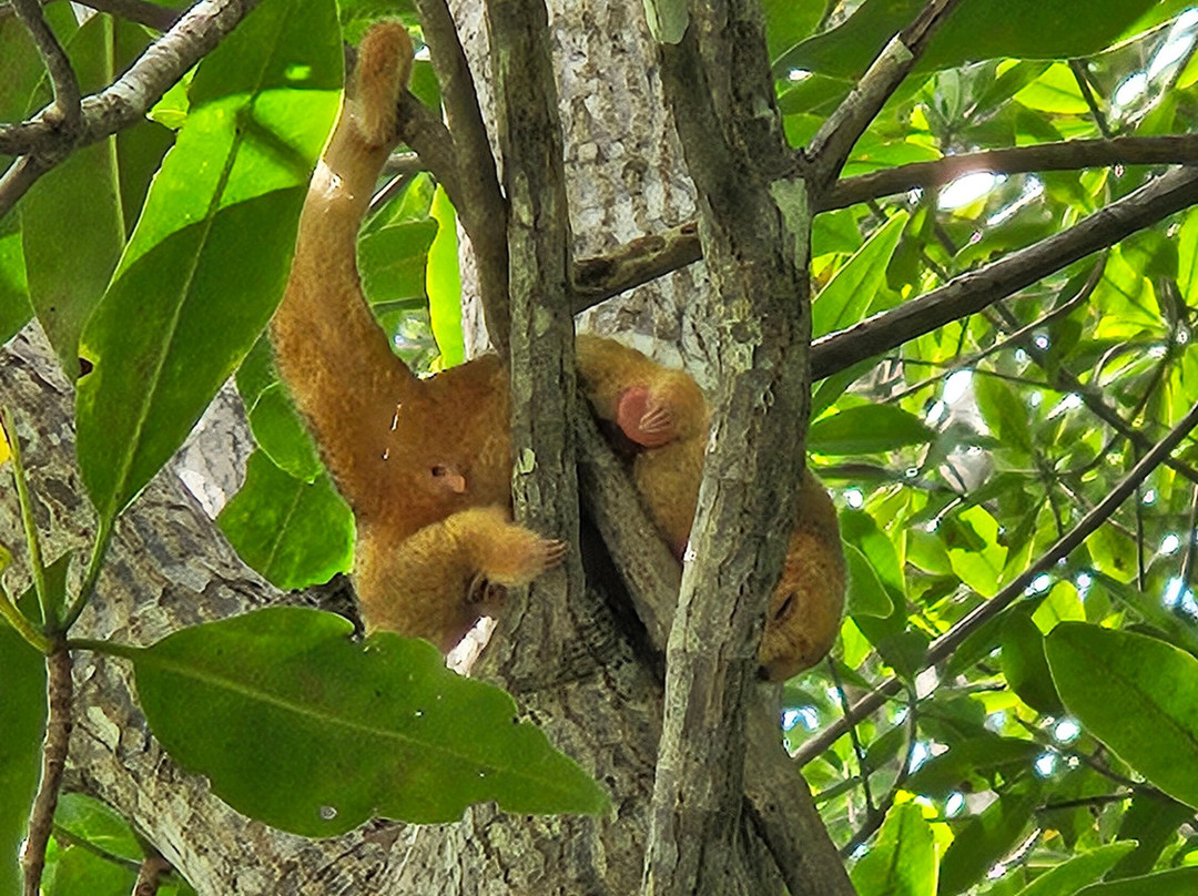 Manuel Antonio Expeditions-哥斯达黎加安东尼奥国家公园必去景点