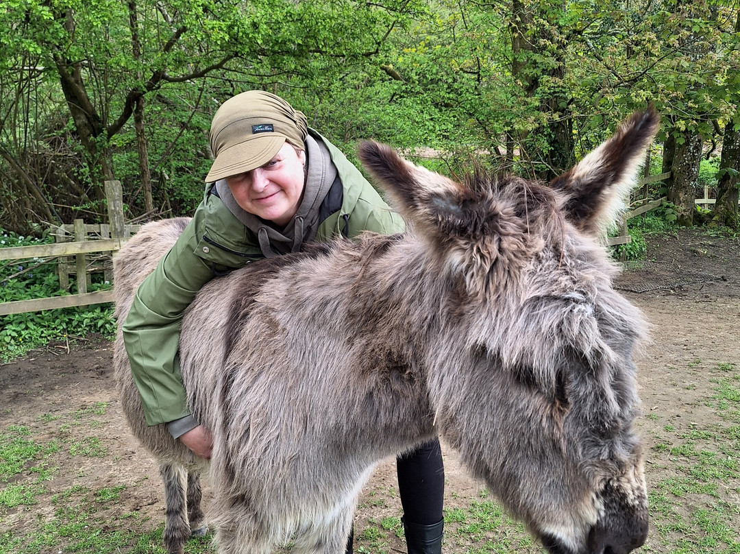 Donkey Walking Adventures-Beaminster必去景点