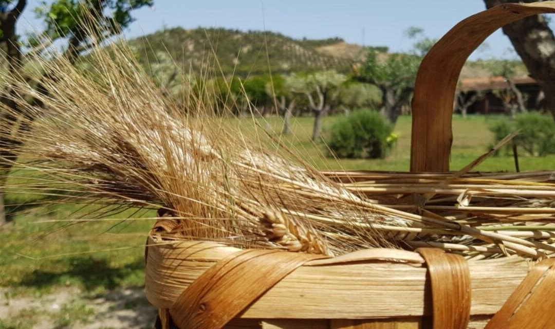 Santa Severina酒店住宿-Agriturismo La Mandragola Relais