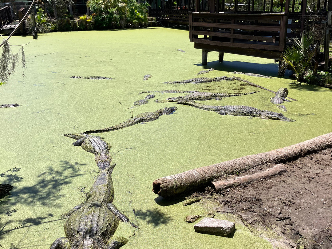 Jungle Adventures A Real Florida Animal Park-Christmas必去景点