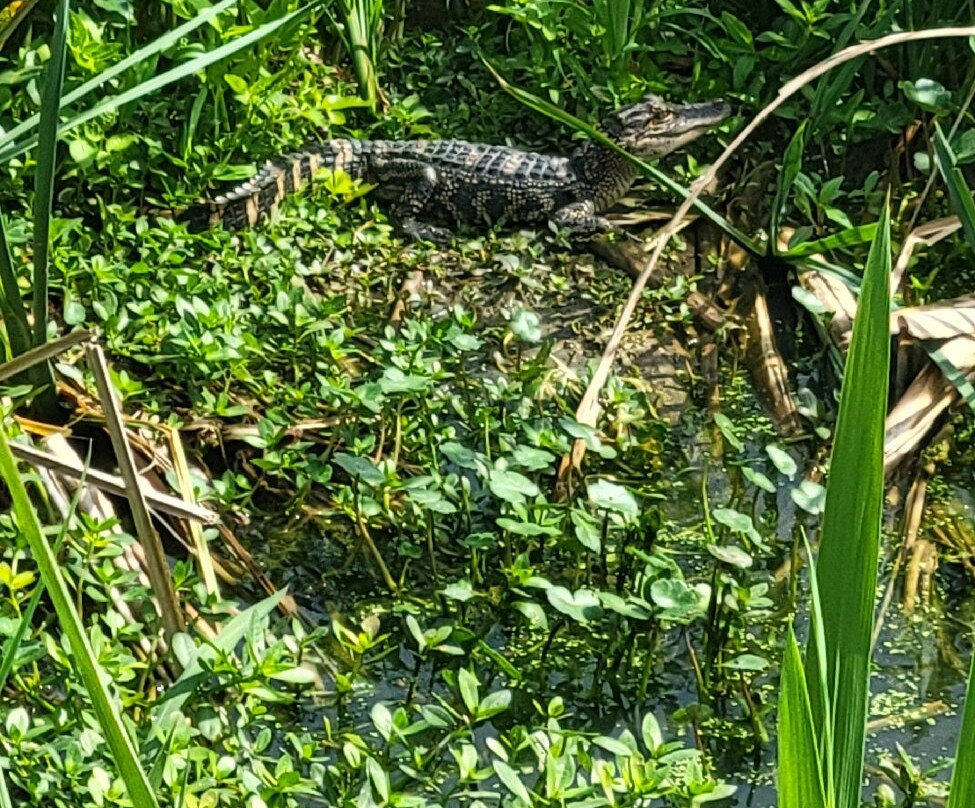 Phinizy Swamp Nature Park-奥古斯塔必去景点