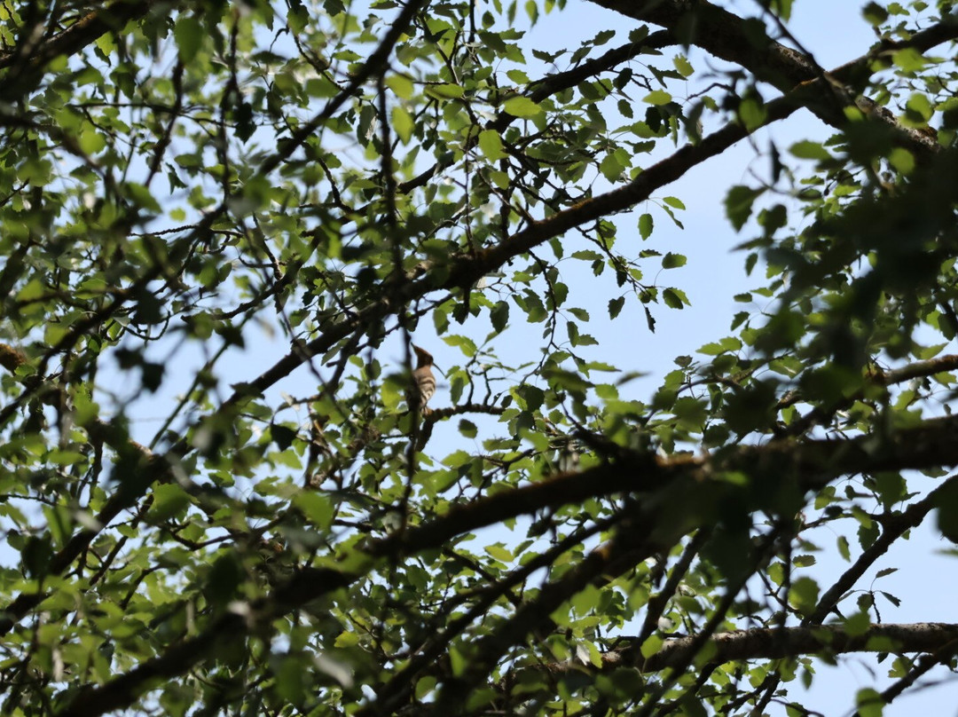 Birding In Italy-Capolona必去景点