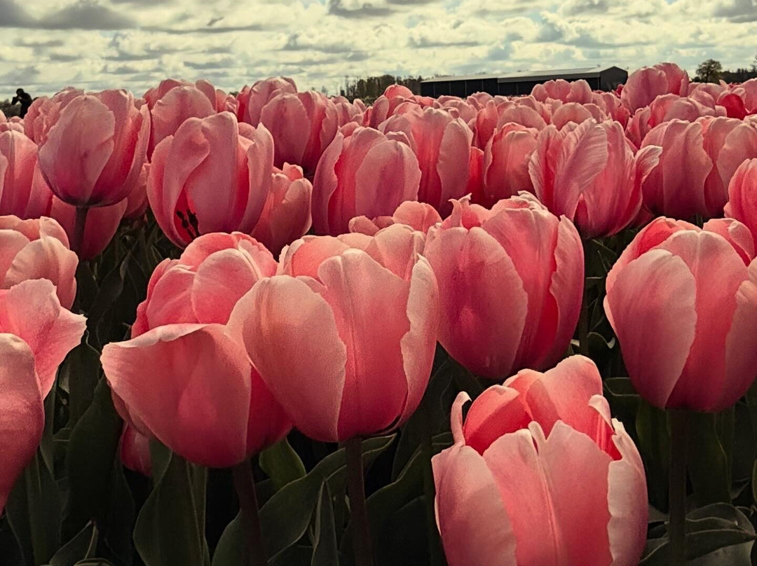 Tulip Experience Amsterdam-诺德韦克豪特必去景点