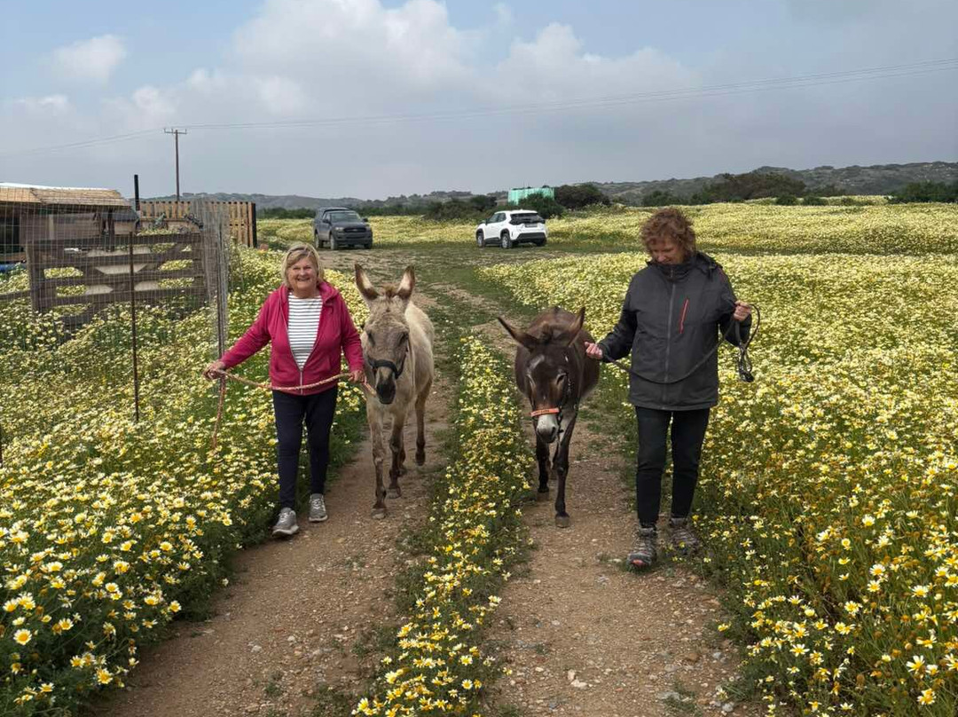 Happy Ears Donkey Sanctuary-Lachania必去景点