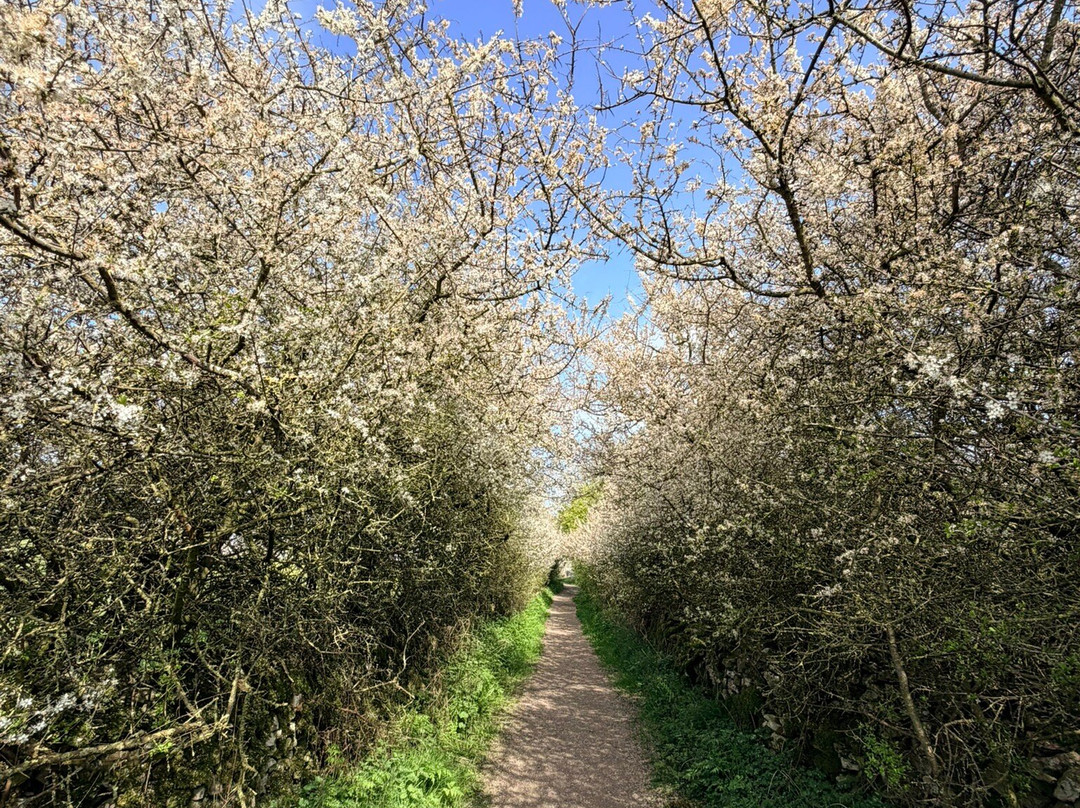 Birdsong Walks With Simon-Monyash必去景点