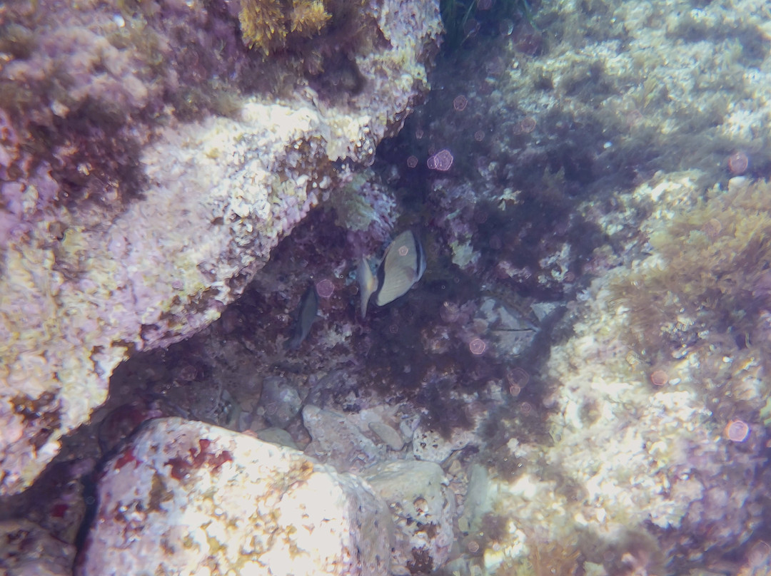 Diving Menorca-米诺卡必去景点