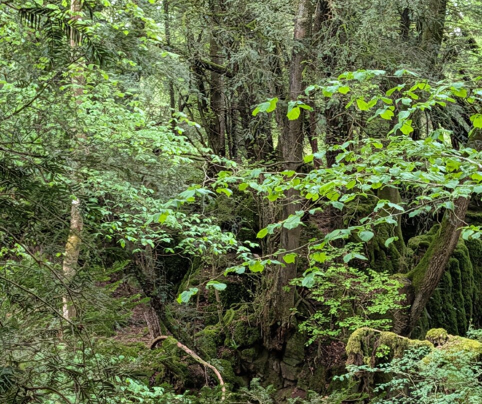 Puzzlewood-Coleford必去景点