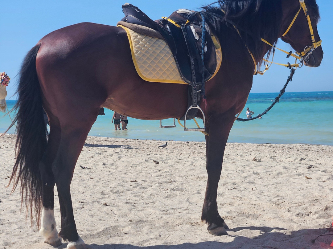 Seabel Rym Beach Djerba主图