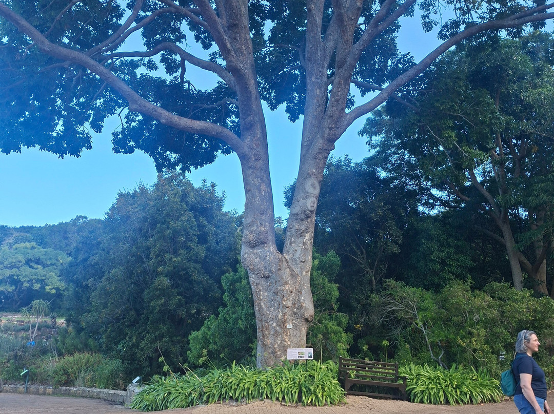 康斯坦博西国家植物园-Newlands必去景点