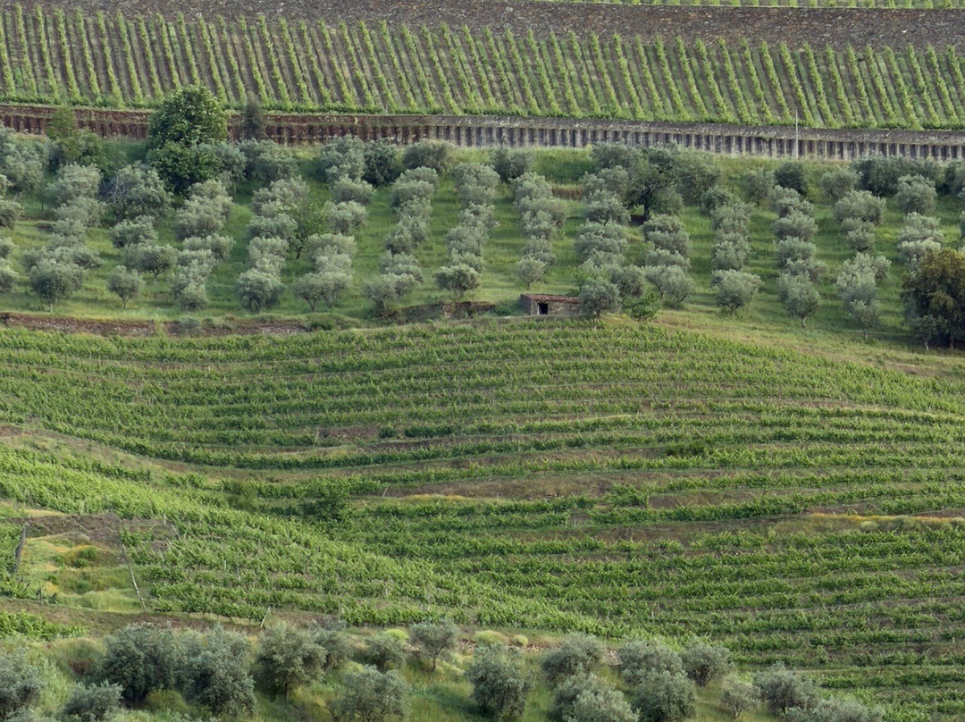 Anima Durius Douro River Cruises-Pinhao必去景点