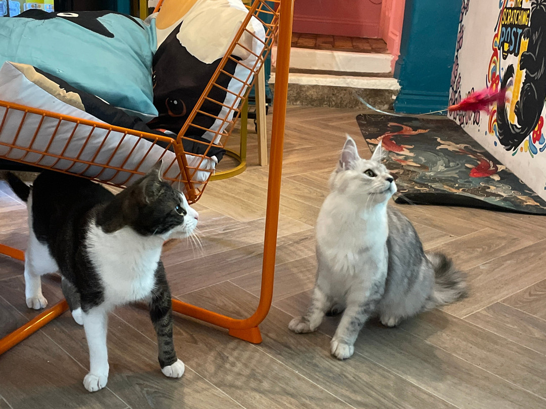 The Scratching Post Cat CAfe