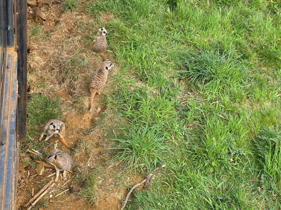 Whipsnade Zoo-邓斯特布尔必去景点