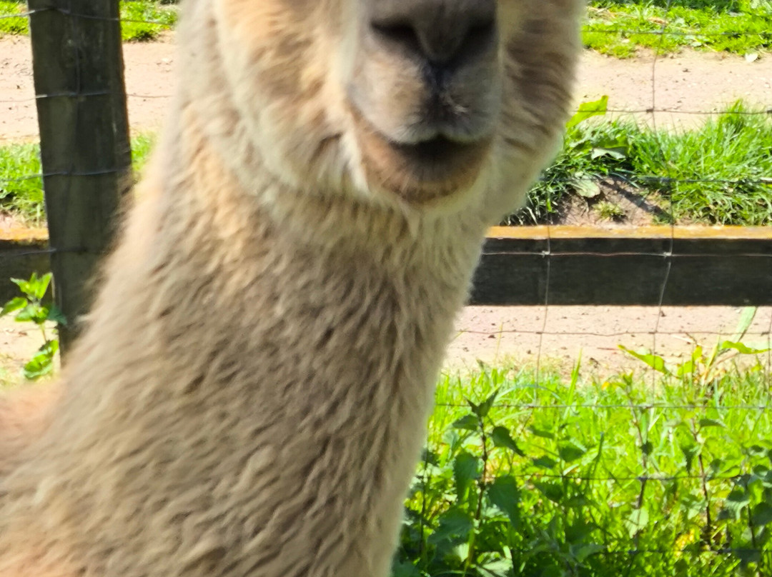 Blackwater Alpacas & Pygmy Goats-布伦特里必去景点