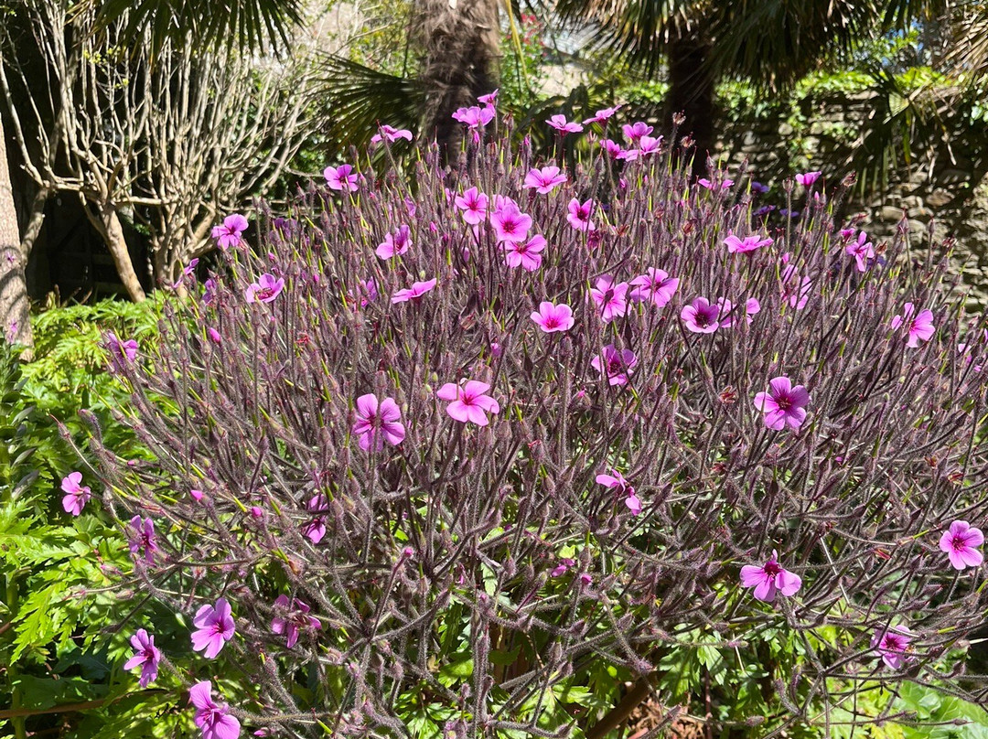 Jardin botanique de Vauville-Vauville必去景点
