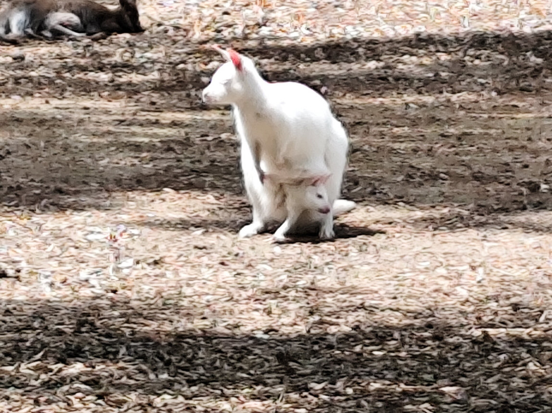 Zoo De Labenne-Labenne必去景点