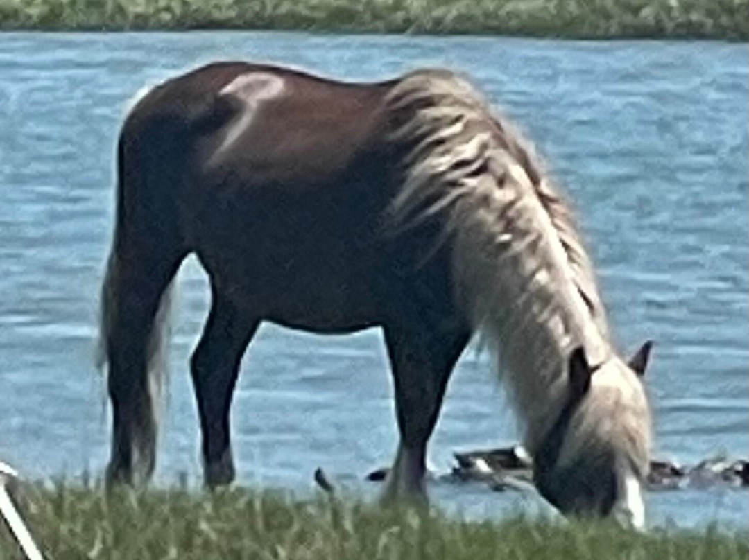 Barnacle Bill's Wild Pony Boat Tours-钦科蒂格岛必去景点