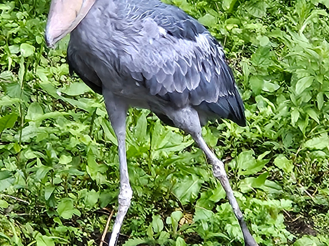 Pairi Daiza Resort主图