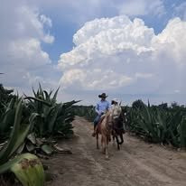 Tlaxcala旅游景点-Santuario de las Luciérnagas - Bosque Mágico
