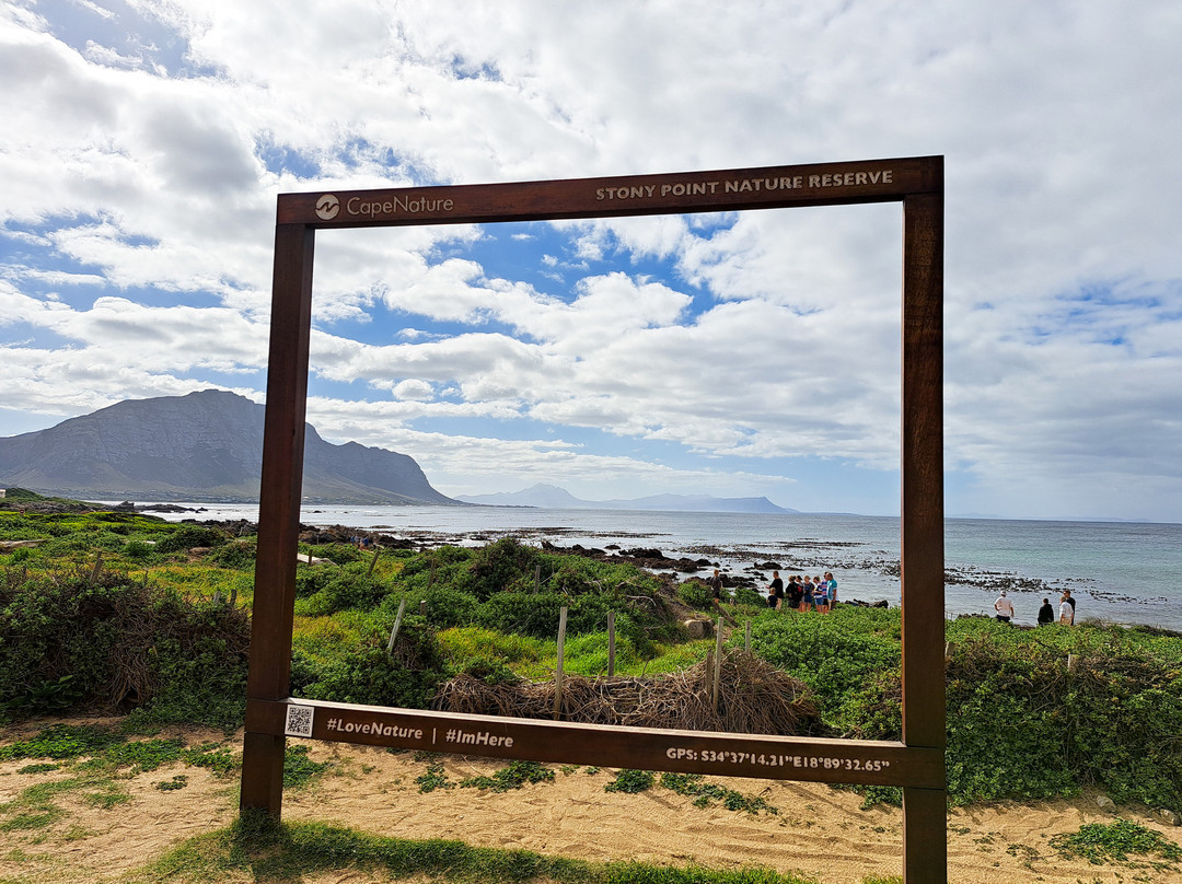 Stony Point Nature Reserve-Betty's Bay必去景点
